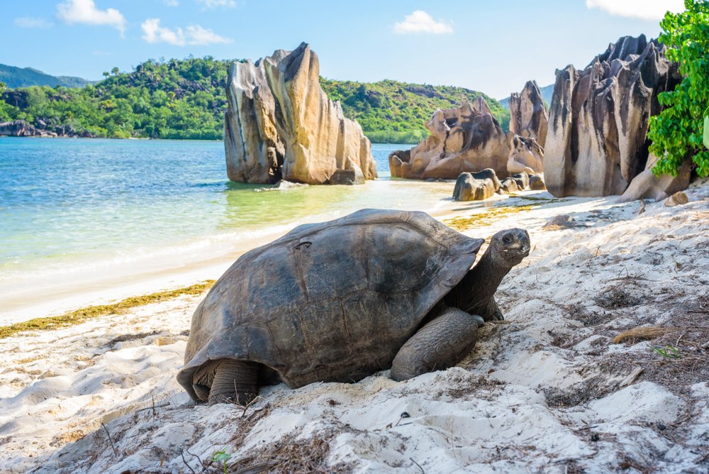 Marbro_Tours's tweet photo. Ако има място, което да наречем "късче от Рая", то това са #seychellesislands Сейшелите.
#visitseychelles with @Marbro_Tours 
Планирайте Вашето бягство ...
https://t.co/to0pr3sTlR https://t.co/EBTsHsiZ7s