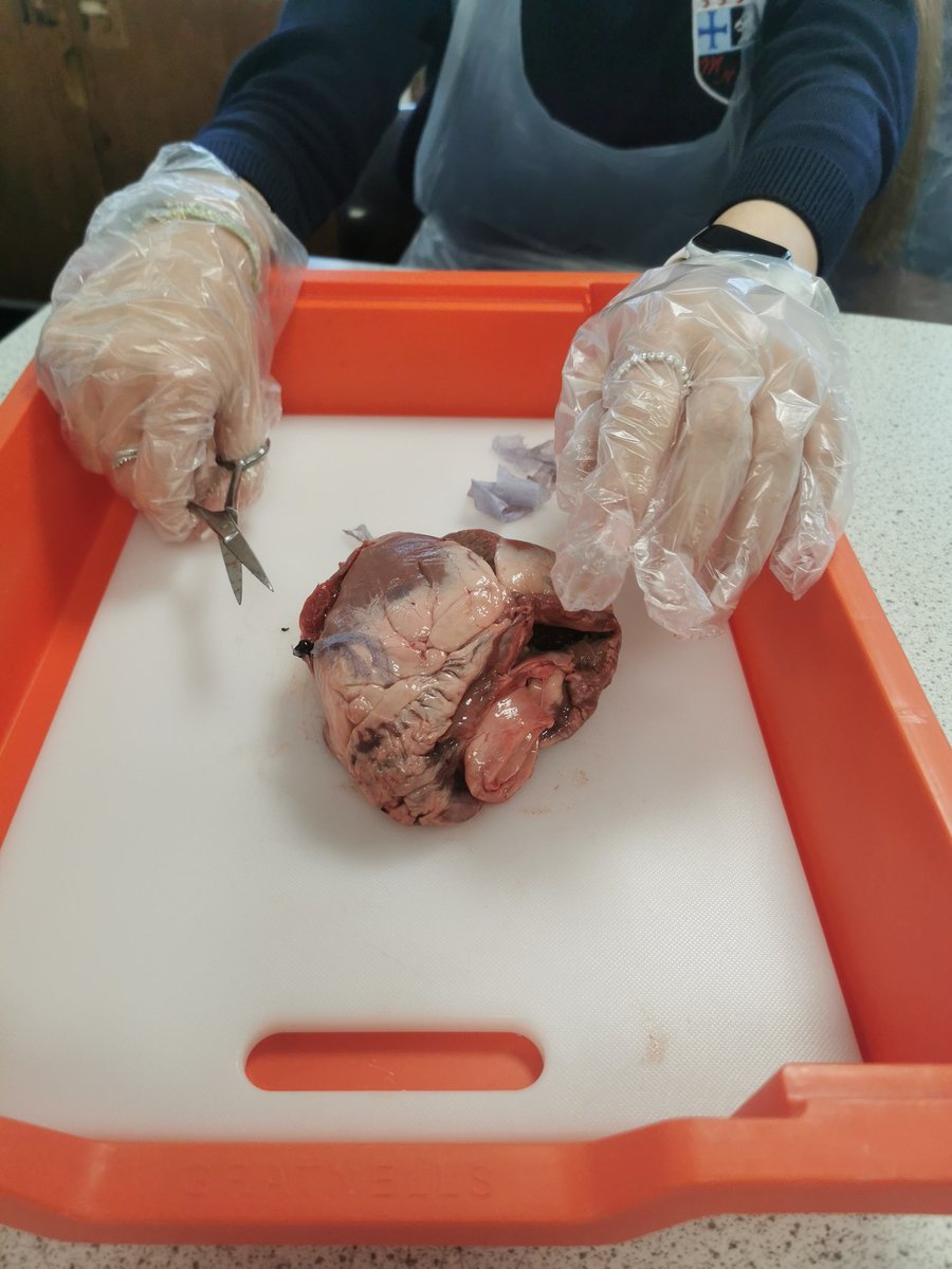 MHS_Science_'s tweet photo. Well done 10R1 for dissecting hearts this morning, you were fantastic!
@MaghullHighsch #Science #heartdissection #STEM https://t.co/FTgVyXtXrc