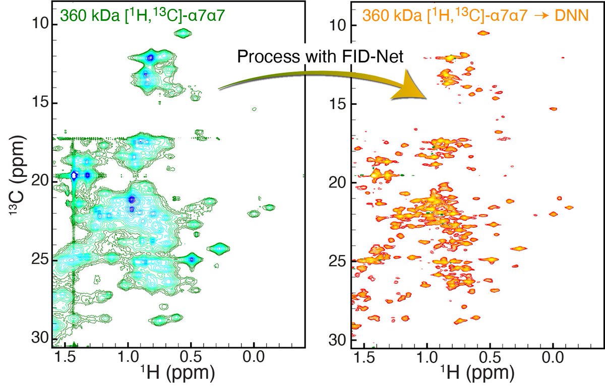 D. Flemming Hansen (@dflemminghansen) on Twitter photo Our #NMRchat DNNs are now able to transform crowded HSQC spectra of large proteins (<350 kDa) into spectra akin to Methyl-TROSY (methyl-TROSY-fication).
Read the full story on bioRxiv: doi.org/10.1101/2023.0…
<a href="/EPSRC/">Engineering and Physical Sciences Research Council</a> #DeepLearning <a href="/UCLLifeSciences/">UCL Faculty of Life Sciences</a> <a href="/gogulan_k/">Gogs</a> <a href="/bhu_vaibhav/">vaibhav shukla</a> Our #NMRchat DNNs are now able to transform crowded HSQC spectra of large proteins (<350 kDa) into spectra akin to Methyl-TROSY (methyl-TROSY-fication).
Read the full story on bioRxiv: doi.org/10.1101/2023.0…
<a href="/EPSRC/">Engineering and Physical Sciences Research Council</a> #DeepLearning <a href="/UCLLifeSciences/">UCL Faculty of Life Sciences</a> <a href="/gogulan_k/">Gogs</a> <a href="/bhu_vaibhav/">vaibhav shukla</a>
