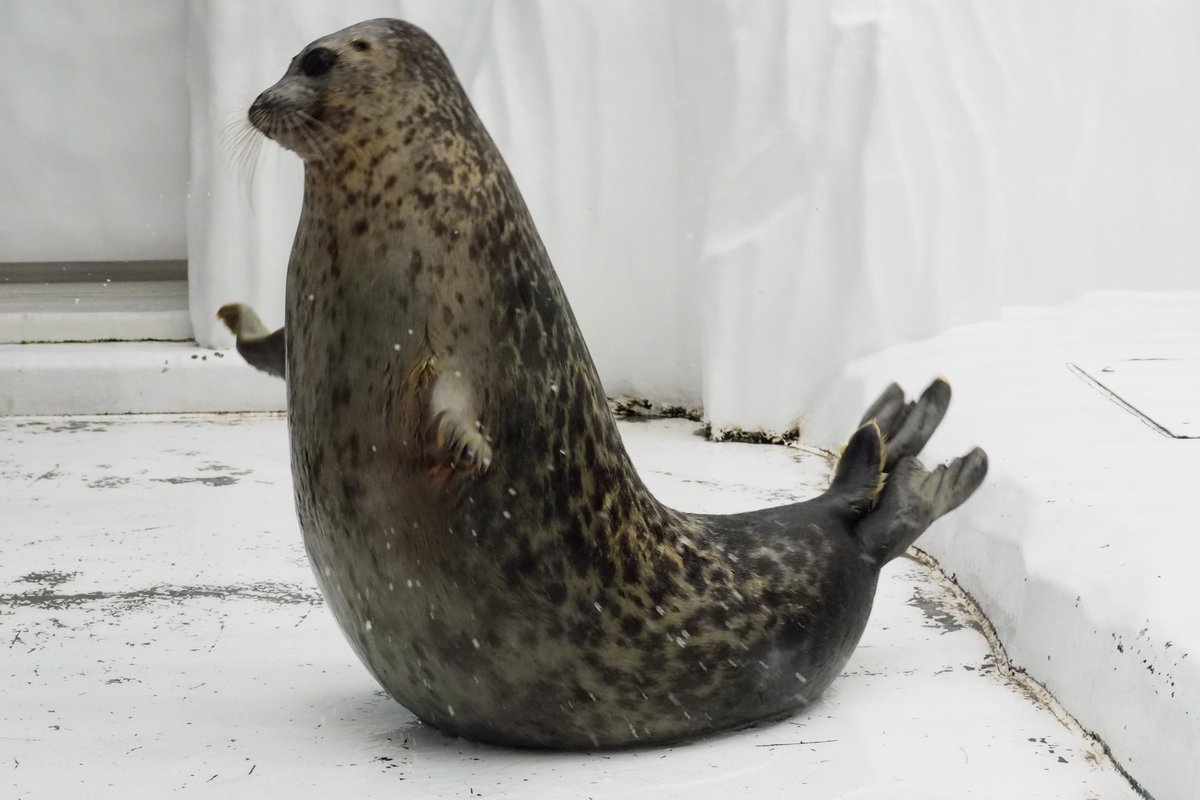 ユキちゃんの背筋！
＃海遊館　＃ワモンアザラシ