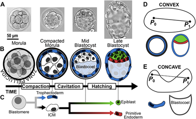 BiologyOpen's tweet photo. 🔬This #MethodMonday @StanStrawbridge and colleagues describe a new mathematical framework classifying interior and exterior points of imaged cells within the early mouse embryo. Read the full #OpenAccess Methods and Techniques article here: https://t.co/pTMbqN9K7k https://t.co/RoeUXun7dK