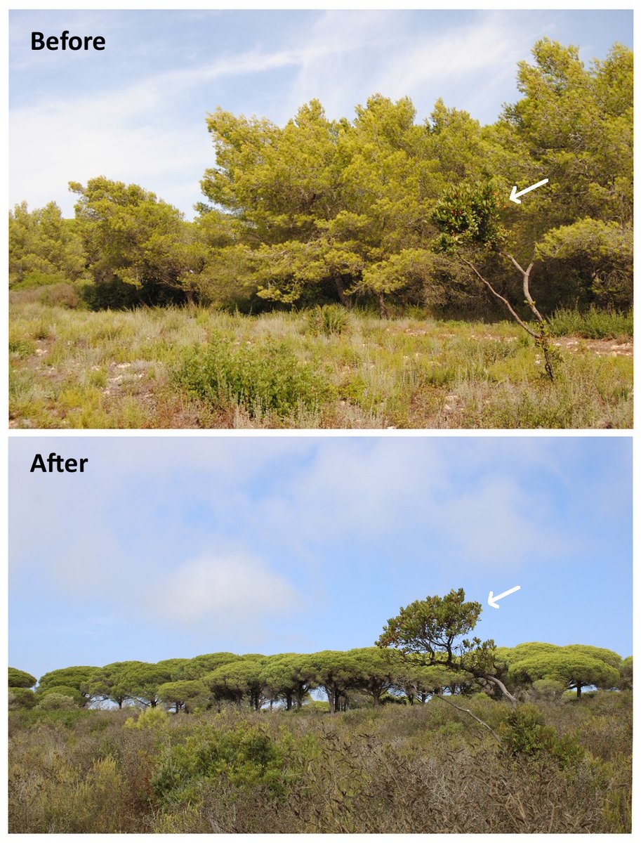 📢NEW PAPER Plant assemblages on coastal dunes in southern Spain recovered following removal of invasive Aleppo pine Pinus halepensis. Perennial grasses and shrubs typical of sun-exposed areas were observed. Suggest manual control of seedlings every 3-5 years to avoid reinvasion.