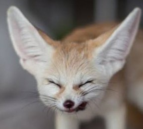 Daily David Tennant as a Fennec Fox tweet media