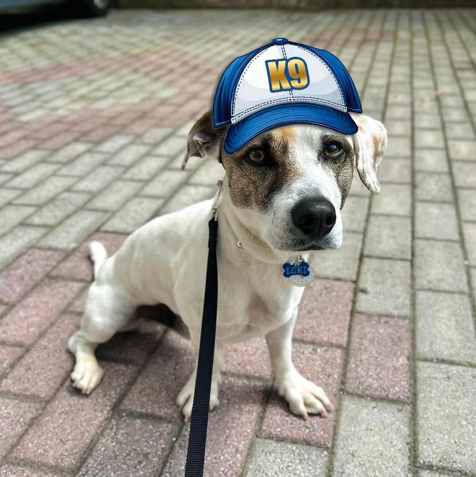 yourdog_gr's tweet photo. Κυρίες και κύριοι γνωρίστε τον Loki 👌🏻🧢

#newdogschool #newstart #bringyourhat #studentoftheday #newstudent #hatsonbrainson #trainingdogs #teachingpeople #changinglives #k9training #yourdog #thessaloniki #skgstories https://t.co/Y6JHFCWbBd