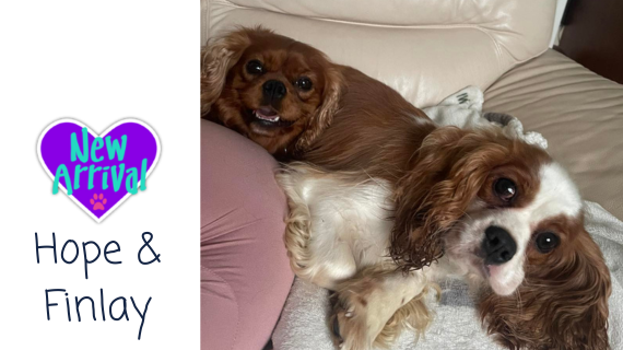 New arrival #KingCharlesSpaniel Hope & Finlay almosthome.dog #NorthWales #RescueDog #dogrescue