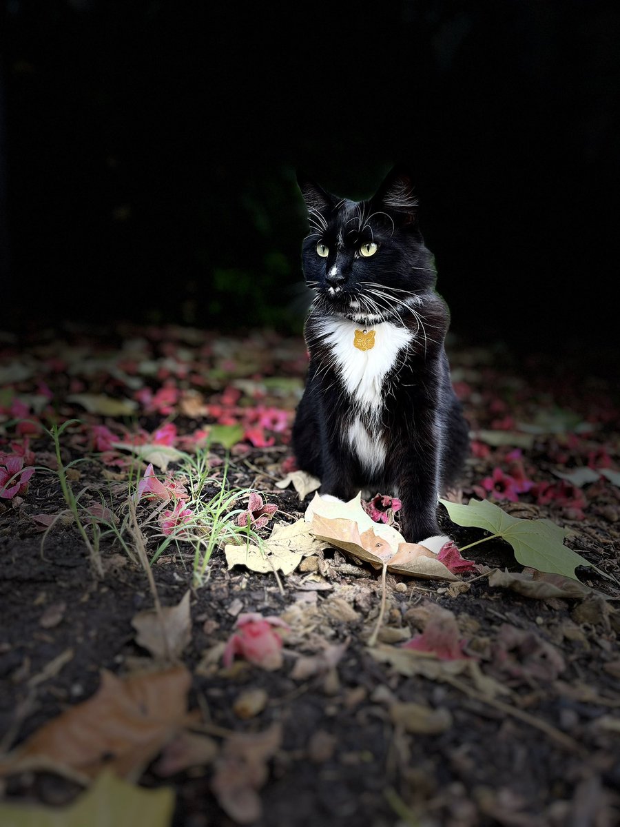 catsfurchrist's tweet photo. #Mosey
#cata #longhaircat #tuxedocat #mainecoon #BigCats https://t.co/ADgH5duiWm