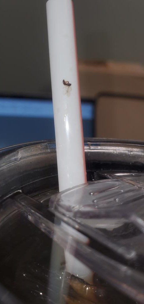 Sam_ann12's tweet photo. @McDonalds not only did you all give me an unsweet tea AGAIN this morning- it also came with a friend 🙃🪰🤢. https://t.co/7mq52sGlwa