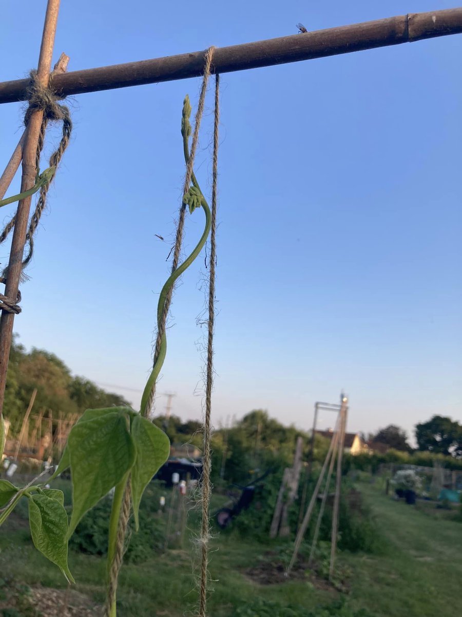 🌱 Nature's Lesson: A Gentle Nudge 🌿
Beans teach us the power of guidance. A little support at the right time can unlock hidden skills in our students. With just a little nudge, they find the way and take off! 😊🌱
#LessonsInNature #Nudge #GettingStarted #Support #Nurture