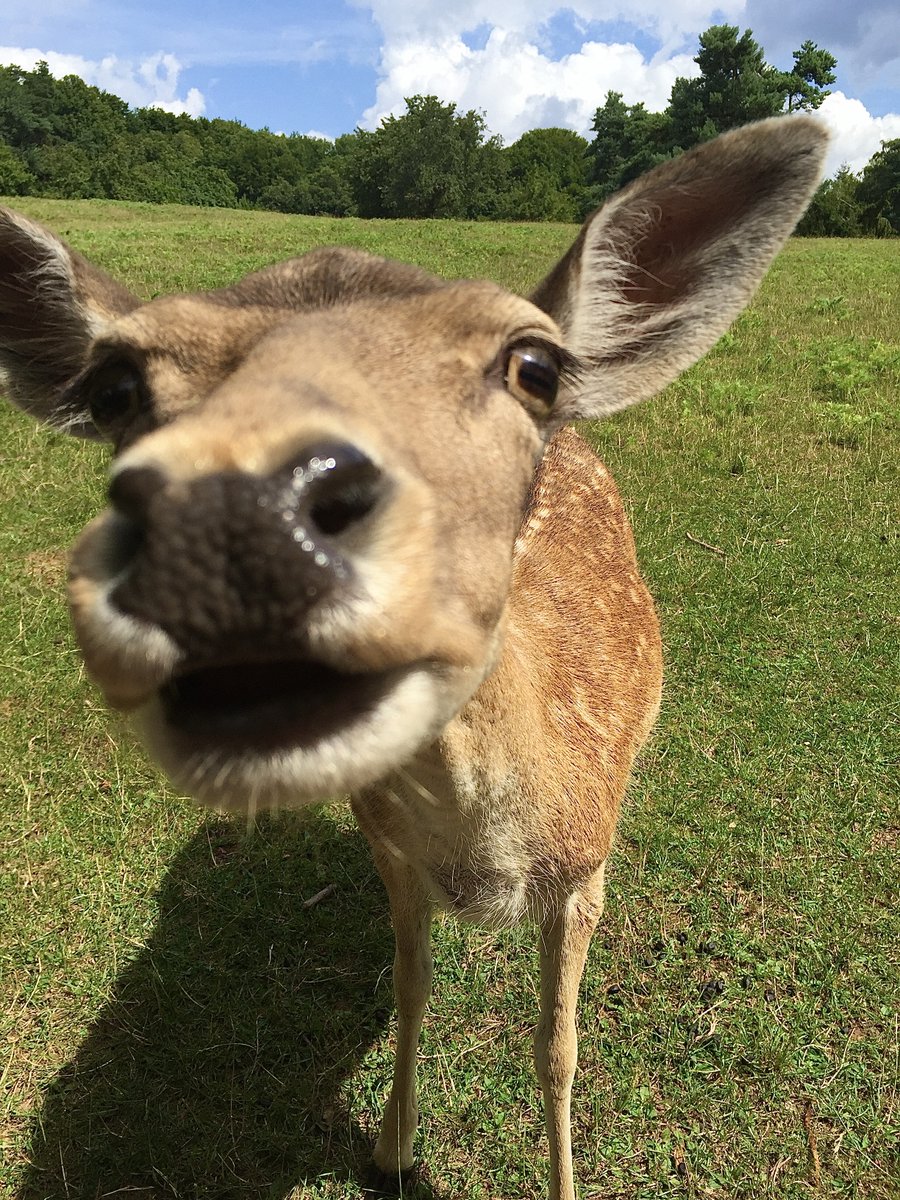 solitariaistda's tweet photo. Up Close and Personal. Two loners met and ended up having a winning time together. "Say Cheese!" 

#damwild #tierpark #park #selfie
#GoodMonday 
#closeup #MondayMotivation https://t.co/CSYGanmHa2