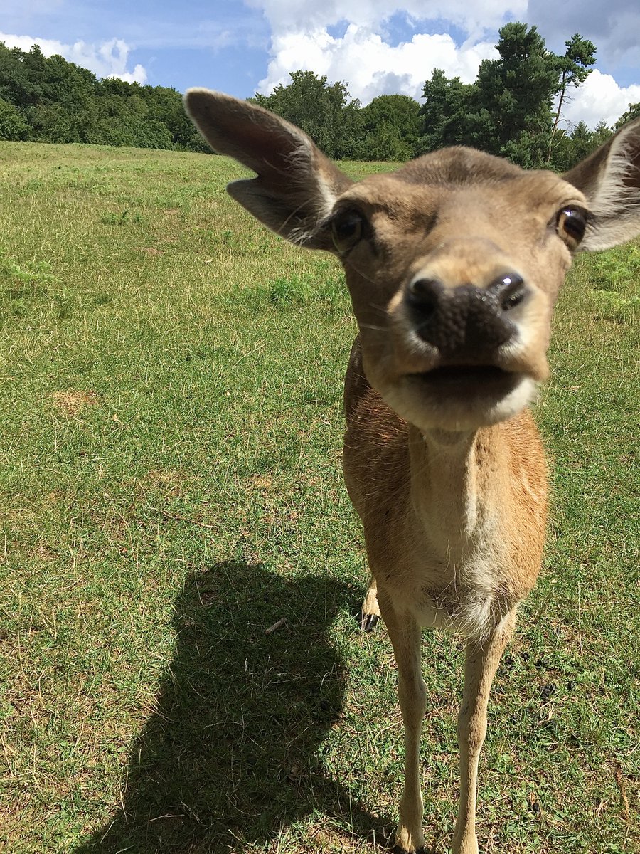 solitariaistda's tweet photo. Up Close and Personal. Two loners met and ended up having a winning time together. "Say Cheese!" 

#damwild #tierpark #park #selfie
#GoodMonday 
#closeup #MondayMotivation https://t.co/CSYGanmHa2