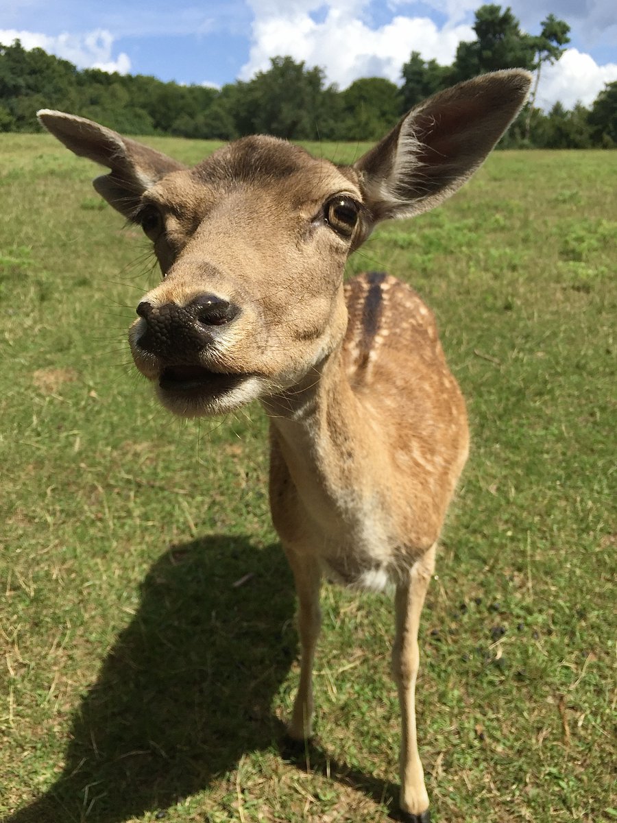 solitariaistda's tweet photo. Up Close and Personal. Two loners met and ended up having a winning time together. "Say Cheese!" 

#damwild #tierpark #park #selfie
#GoodMonday 
#closeup #MondayMotivation https://t.co/CSYGanmHa2