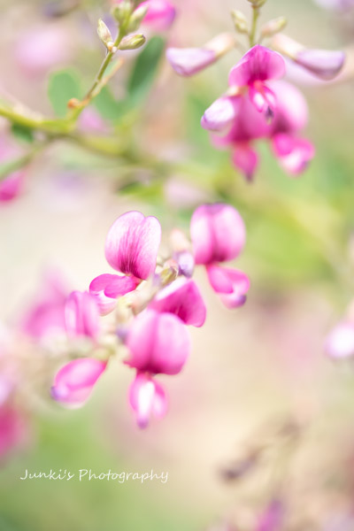 tekutekujunki's tweet photo. .𓈒𓏸
  ピュアで優しい
　　　 　   萩の花
　　　　　
#photography   #ﾊｷﾞ https://t.co/WGYlGsJXeh