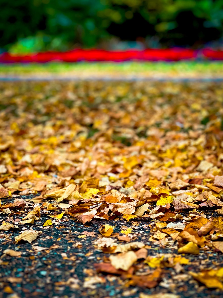 BitcoinArchive's tweet photo. gm gm:)) 🍁 ☕️ 🍁 

Uptober is coming… 🤑 https://t.co/VAGMPqXwlu