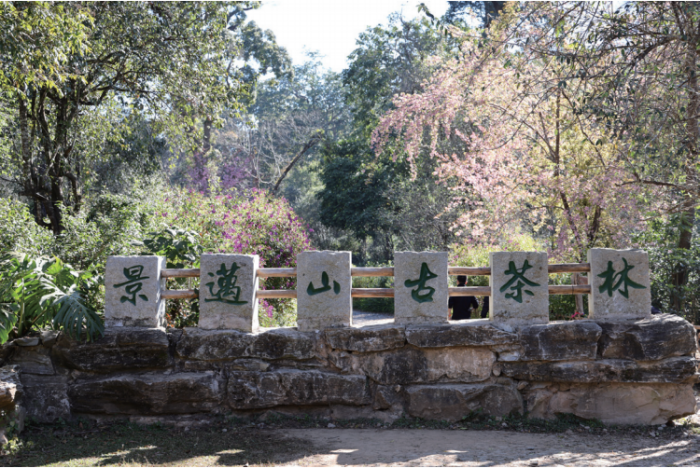 AmzChina's tweet image. 😘After 13 years, the first related to tea, the Cultural Landscape of #OldTea Forests of Jingmai Mountain in Pu&apos;er, #Yunnan, came to be inscribed on the World Heritage List! With a history of nearly 2,000 years of tea cultivation, this is truly a #livingfossil community of tea!