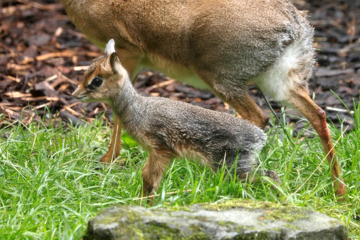 Say hello to Thistle 🏴󠁧󠁢󠁳󠁣󠁴󠁿 Our Kirk's dik-dik calf has now been named! HUGE thank you everyone who voted to help us name our tiny new arrival. You can spot Thistle exploring with the rest of the group alongside our East African crowned cranes and vulterine guineafowl 💛