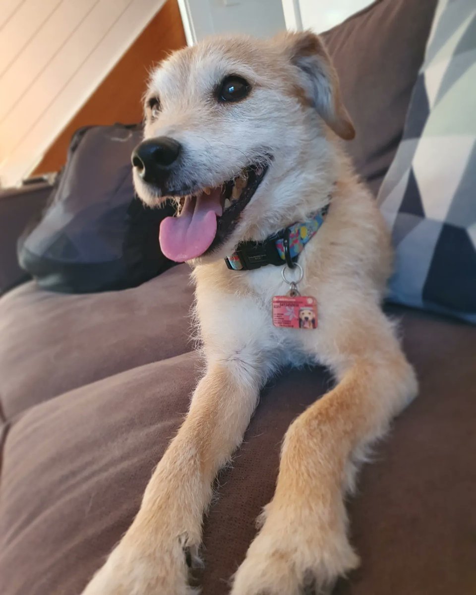 jkblue's tweet photo. Last week of school vibes 🐶💕 Home to this guy before sunset, which meant happy heads and a good walk for both of us. Then relaxxxx! #dogsofDoE https://t.co/DR9tFvenNe