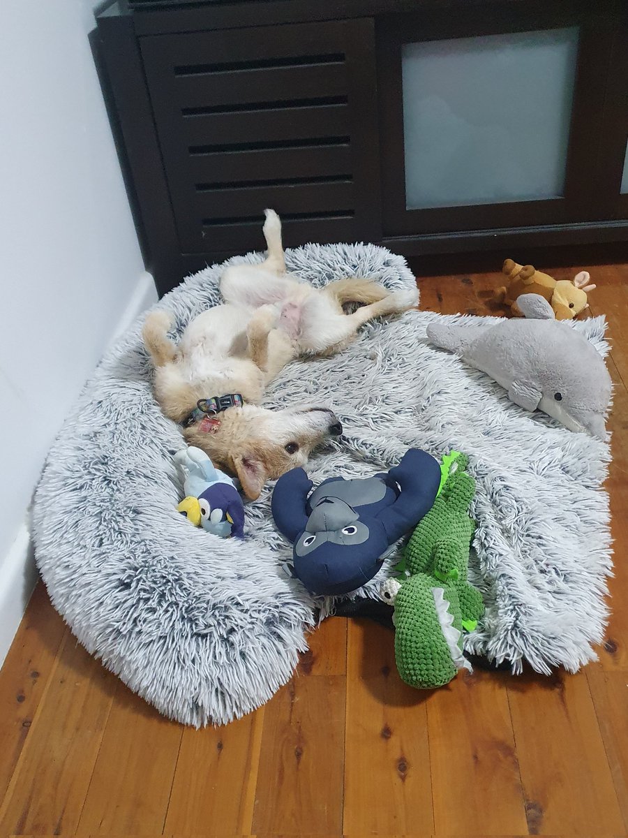 jkblue's tweet photo. Last week of school vibes 🐶💕 Home to this guy before sunset, which meant happy heads and a good walk for both of us. Then relaxxxx! #dogsofDoE https://t.co/DR9tFvenNe