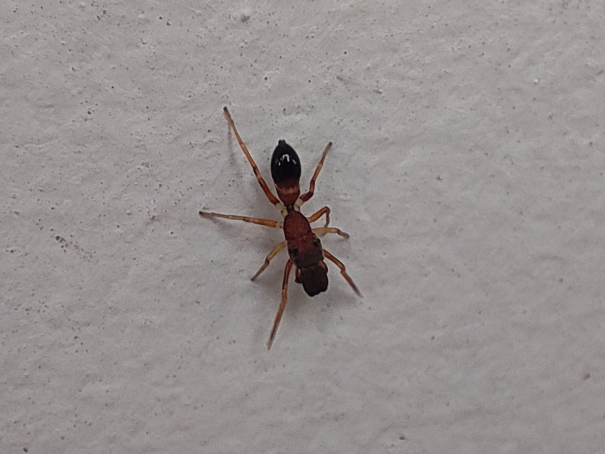 @KalaKemangga I love animals which mimic others! One of the best examples of how smart nature can be.😁
I think I photographed an ant mimicking spider (I think) a few days ago, would be great if you can confirm the species, thanks.