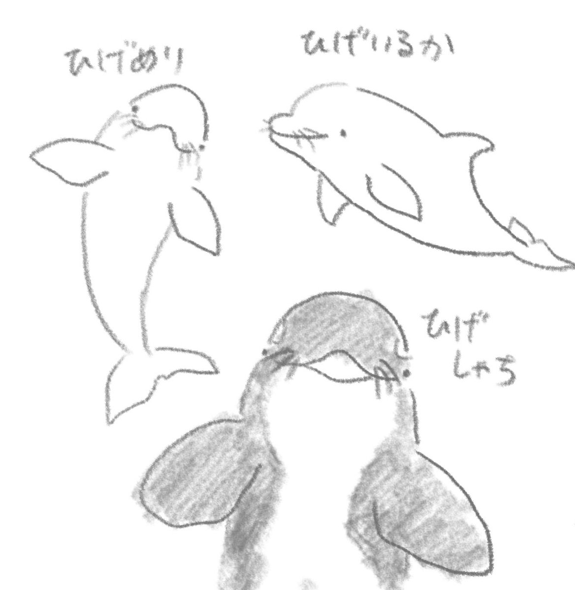 ひげいるか🥸🐬 