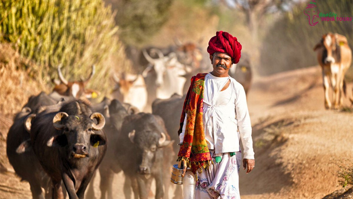 QIndiaTours's tweet photo. Scout amongst spellbinding, billion-year-old granite rock formations of #Jawai, where leopards roam wild and free. Wander with the charismatic Rabari herdsmen to get yourself immersed in the local culture.
.
.
#Rajasthan #TravelYourWay #Mondayvibes #tourism #travelrajasthan https://t.co/PpEykNGsu1