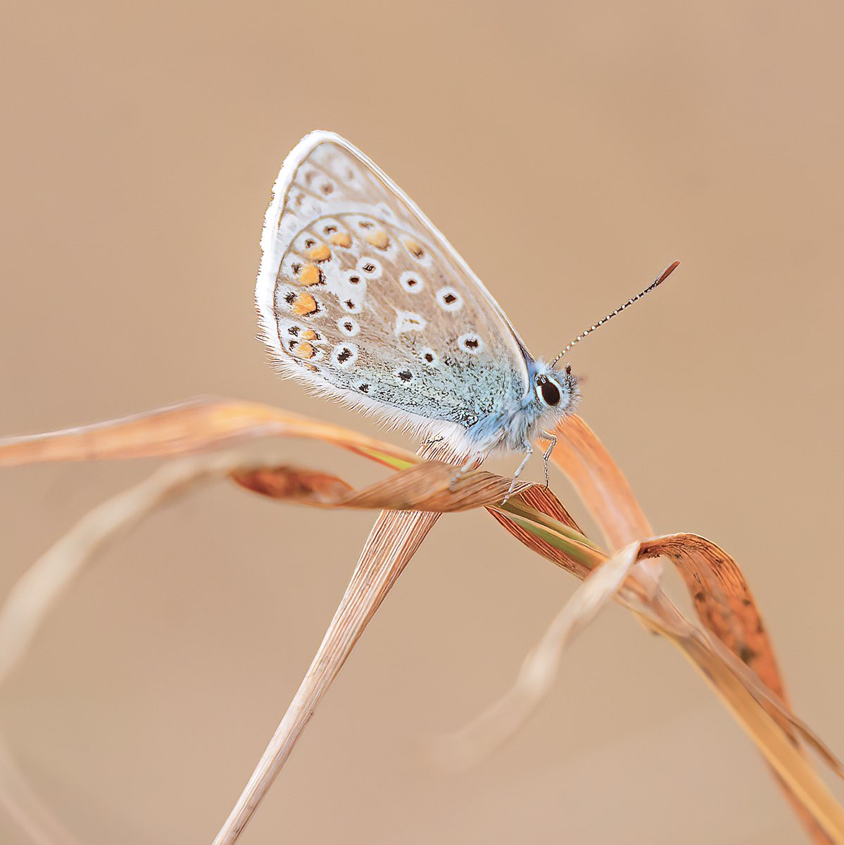 wildlondonpics's tweet photo. Becoming less common - the last #commonbluebutterfly I could find on #barnescommon over the weekend @barnes_common #sharemondays2023 #fsprintmonday #wexmondays @savebutterflies @MiradorDesign the season is almost over sadly https://t.co/7g8uT3U0rb