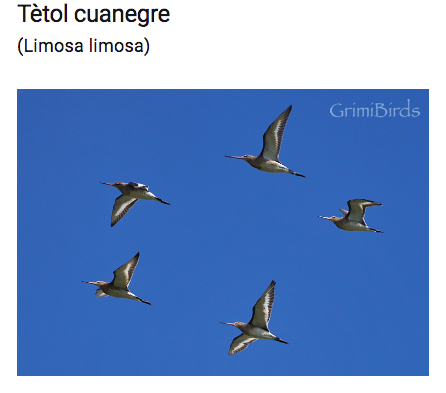 DrRGrimalt's tweet photo. El #Tètol #cuanegre (#Limosa limosa) es pot diferenciar del Tètol #cuabarrat (Limosa #lapponica) per quines característiques en vol?
Qui s'anima a opinar?
Vinga #ocellaires
#ocells #birds #pajaros #photography https://t.co/clOKAdpBIz