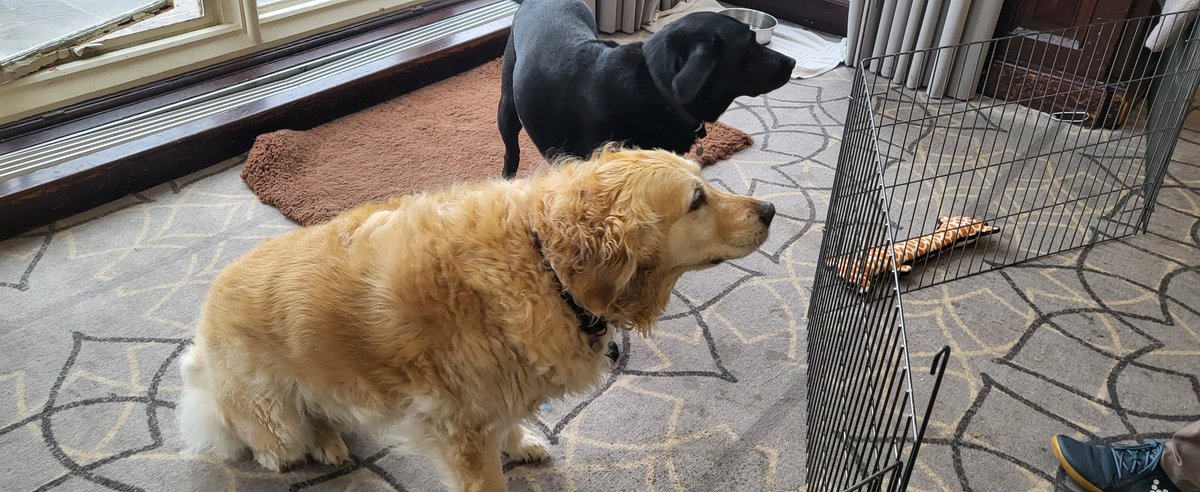 pittso's tweet photo. We also have dogs here who are keeping everyone feeling relaxed.
These are part of the adjustments we made for participants to be able to attend for a full week. These retired service dogs don't like being left alone, so they came along! 
#NZHeatLab https://t.co/ICAnz8GKVZ