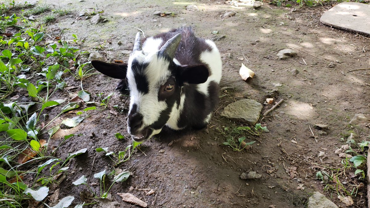 MountRocker's tweet photo. 子やぎの里親募集中！
山梨県山梨市のピート&amp;モモにて見学可能。カフェで山羊に癒されながら寛いでみてはいかが？ https://t.co/URMFdLEMi6