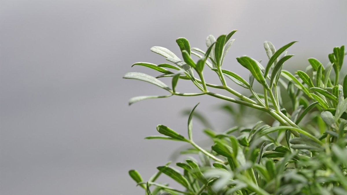 Sea Fennel has a number of uses in the culinary field. Working with Sea fennel requires precise dosage due to its concentrated aromas 🌿 koppertcress.com/en/products/se…
