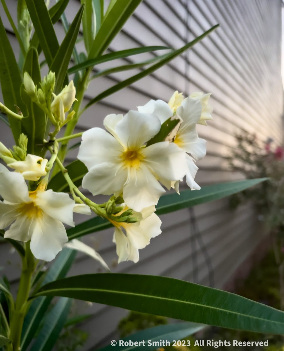 iraqdad1216's tweet image. Wordless Wednesday: Oleander at First Light

#postaday #photography #robertsnapspot #beauty #TwitterNatureCommunity ⁣#wordlesswednesday #wordlesswednesdays #wordless_Wednesday #ww #shotoniphone #iphone13ProMax #FOTD ⁣#Oleander #Nature #FBD #Sep2023 #Oleanderphotography
