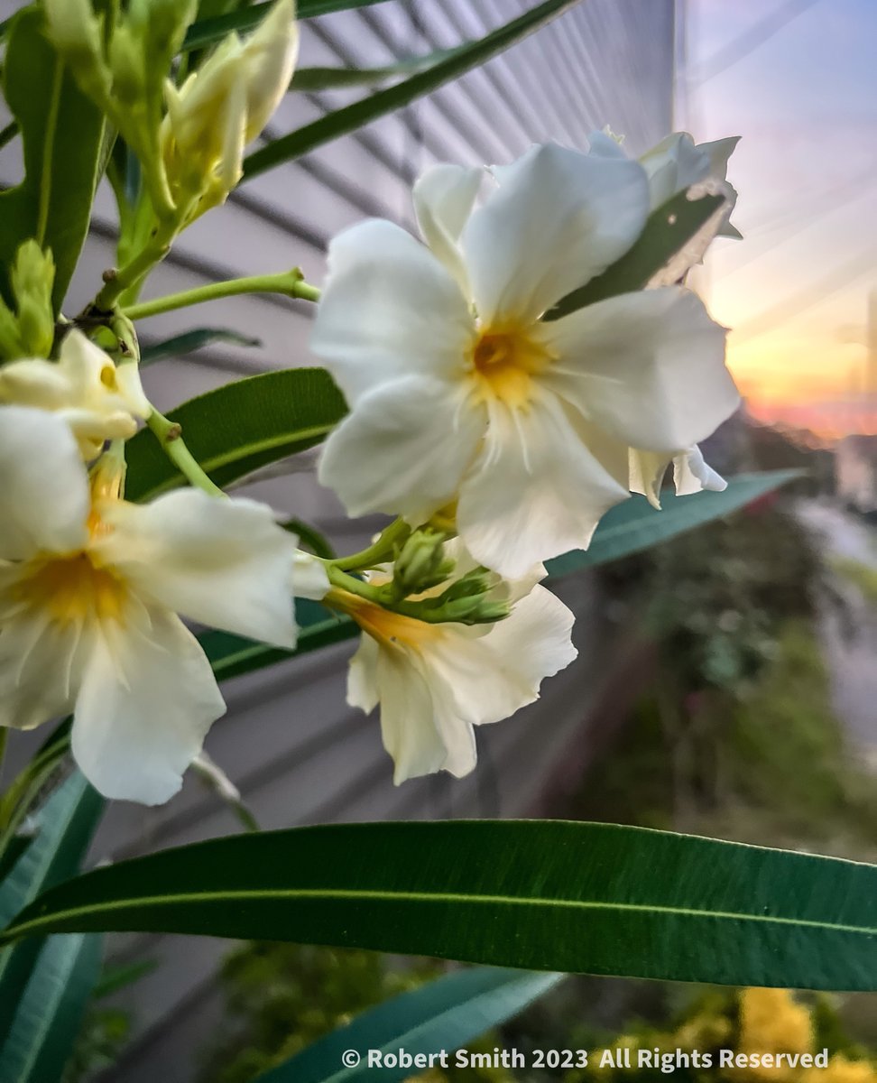 iraqdad1216's tweet image. Wordless Wednesday: Oleander at First Light

#postaday #photography #robertsnapspot #beauty #TwitterNatureCommunity ⁣#wordlesswednesday #wordlesswednesdays #wordless_Wednesday #ww #shotoniphone #iphone13ProMax #FOTD ⁣#Oleander #Nature #FBD #Sep2023 #Oleanderphotography