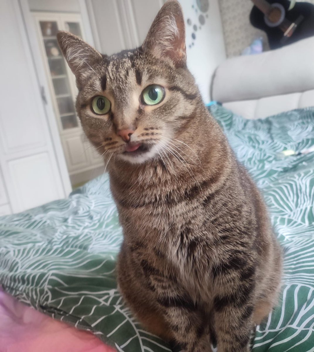 mertvayasoba4ka's tweet image. #mlems