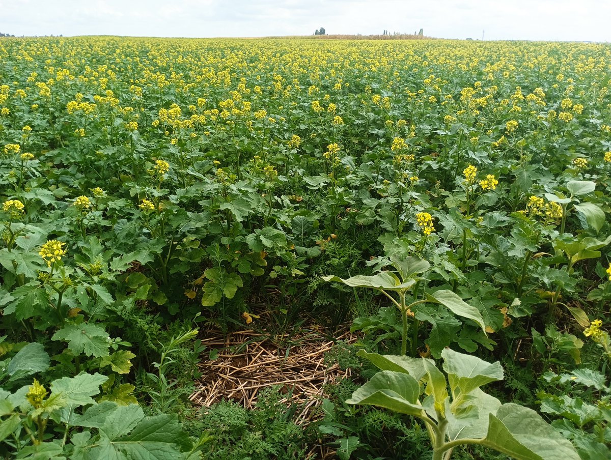 RBAbuzz's tweet photo. Ça buzzzz par ici ! 🐝
Après le semis, place à la floraison pour ce couvert d'interculture #CoupdPousse ! 🌼
📷Laurent Bruere
#pollinisateurs #interculture #agriculture https://t.co/S4QBY6bKMD