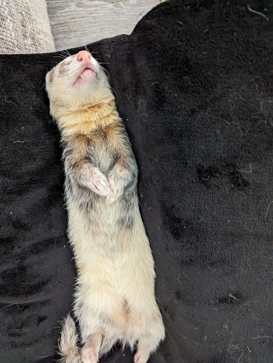 Limealicious's tweet image. Made him a little hammock by hanging a blanket between the couch and a box 🥺