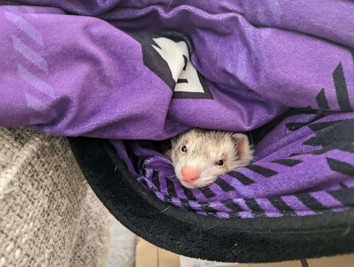 Limealicious's tweet image. Made him a little hammock by hanging a blanket between the couch and a box 🥺