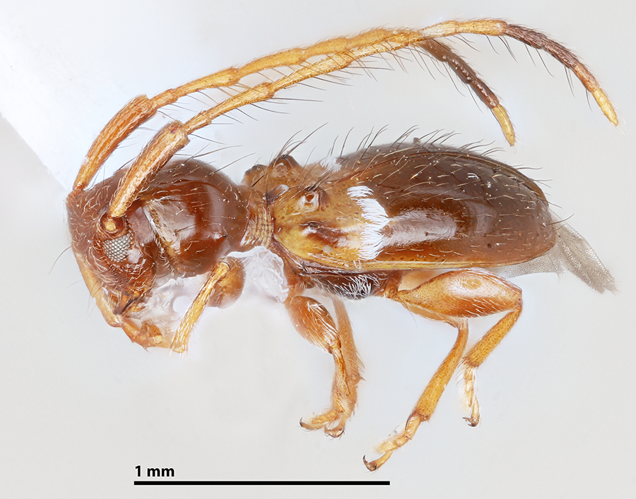 icipe's tweet photo. We feature as our #insectoftheweek #Myrmecoclytus orientalis, a #beetle in the family #Cerambycidae, commonly known as #longhornbeetles, from Greek kerambyx (horned beetle). Over 36,000 cerambycid species exist, usually mid to gigantic in size. Read more: https://t.co/HEPi4FcimU https://t.co/D6TgAOXfUa