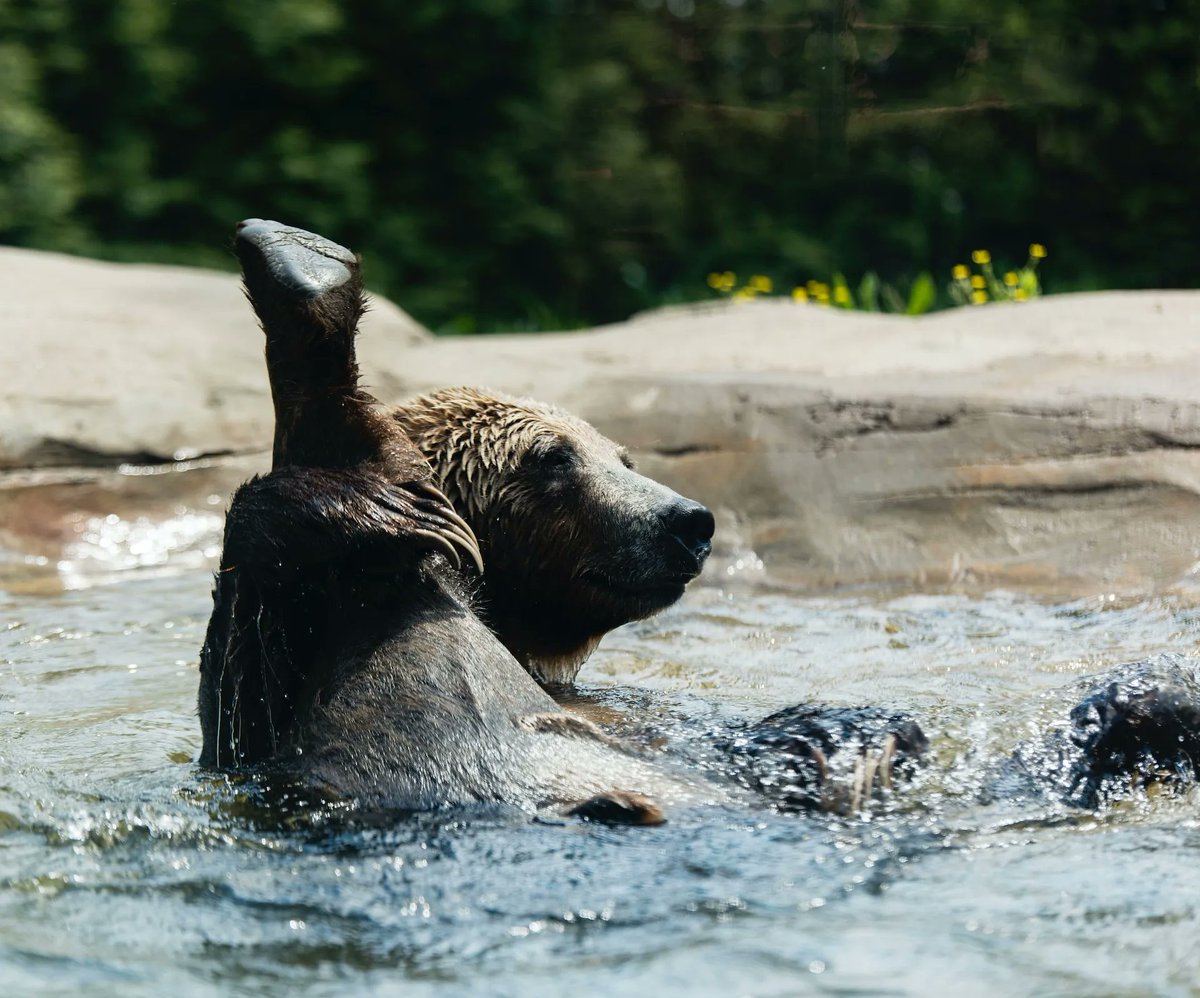 September is a peak month for bear activity in Canada🐻 

When venturing into the great outdoors, be bear aware!

Carry bear spray, make noise while hiking, and store food properly to avoid attracting bears to your campsite.
#AdventureSmart