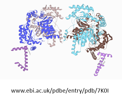 You can take a look at the structure in the <a href="/complexportal/">Complex Portal</a> entry in a view provided by <a href="/PDBeurope/">Protein Data Bank</a>...