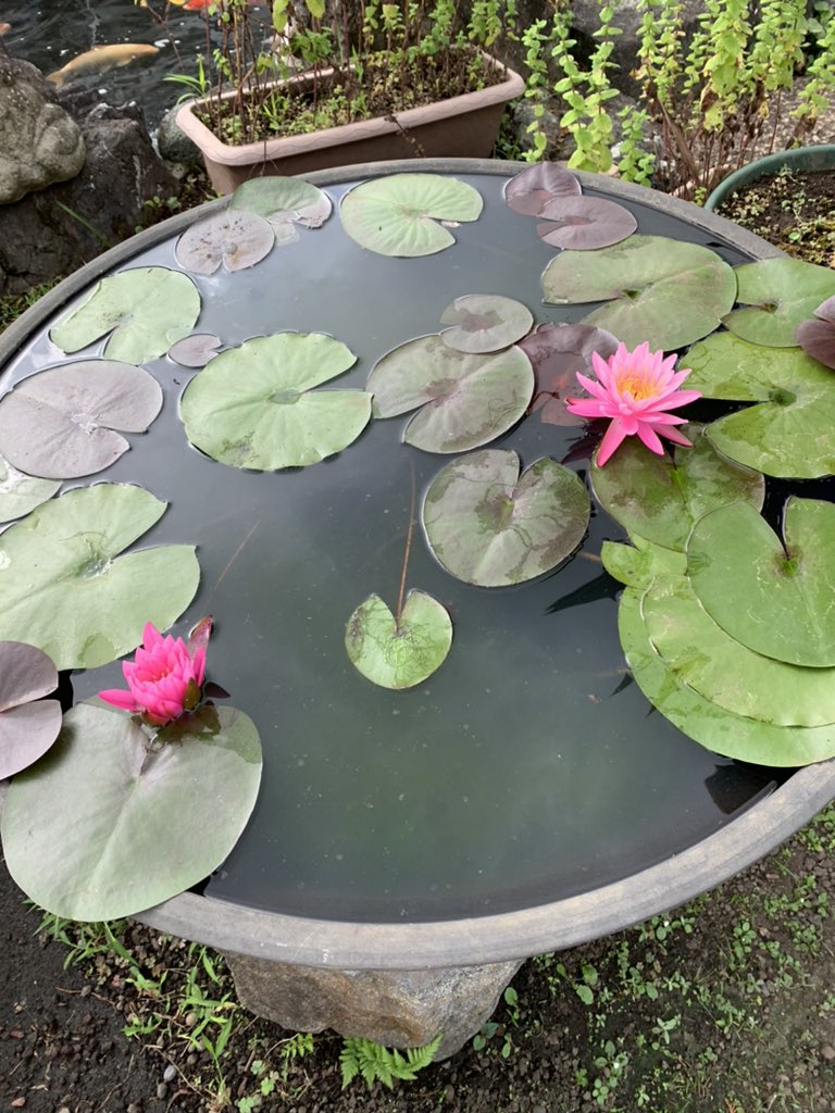 oguma3776e's tweet photo. 今日のランチ
木の花庵三月でお蕎麦。
月1回だけの開店で、
100人位の人、人、人.,
びっくり‼️
でも16番で入れた‼️
　10割蕎麦❓❓ https://t.co/98n6nPiGtH
