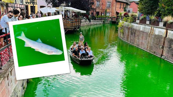 DamienRieu's tweet photo. Colmar (68) : de nombreux poissons retrouvés morts après une action des écolos-gauchistes d’Extinction Rébellion. Ils ont versé un colorant ultra-puissant dans les canaux de la ville. https://t.co/whD5s13AVX https://t.co/51GQd0KMhw