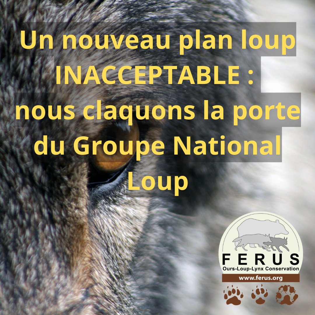 😡🐺 Nouveau Plan Loup. Il est intolérable d'appuyer le déclassement d'une espèce protégée dans un plan national d'actions dédiée à... une espèce protégée ! FERUS et ses partenaires associatifs ont donc décidé de quitter la réunion avant la fin. Plus d'infos dans la journée.