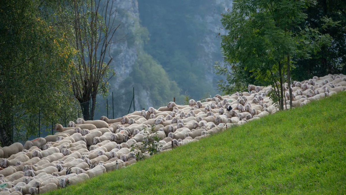 Montemolín apuesta por un centro de interpretación de la mesta y las #CañadasReales para poner en valor este tesoro, mantener tradiciones y biodiversidad, generar empleo y conectar paisajes 🌿🚶‍♂️ infoprovincia.net/2023/09/13/mon… 📣 <a href="/info_provincia/">InfoProvincia.net</a> CC <a href="/RetoDTEx/">Reto Demográfico TEx</a> <a href="/MundoRural_EXT/">Consejería de Gestión Forestal y Mundo Rural</a> #VVPP