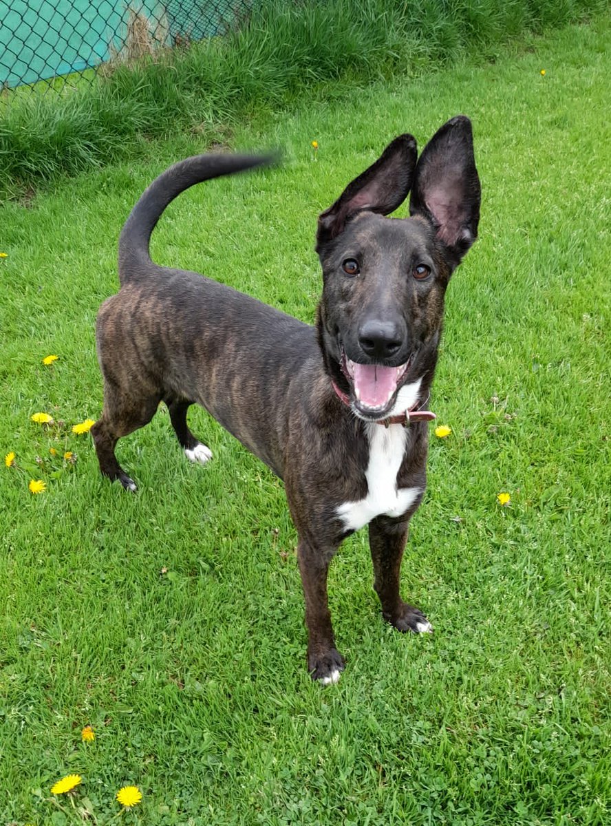 Please retweet to help Maisie find a home #BARNSLEY #YORKSHIRE 
Intelligent, Dutch Shepherd Cross aged 1-2.  She is looking for an experienced, adult home as the only pet, where someone has time to go on with training.   DETAILS or APPLY👇 ineedahome.co.uk/dogs/maisie-3/ #dogs #Malinois