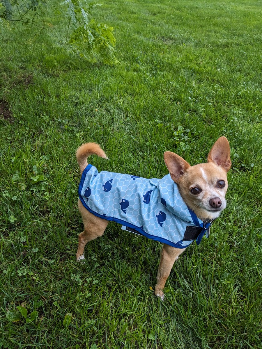 Science X (formerly Twitter): did anyone find any better alternatives than X? 

I am glad many of you are still here, but I miss the vibrant community of the golden days of Twitter.

Mickey in a raincoat for extra attention