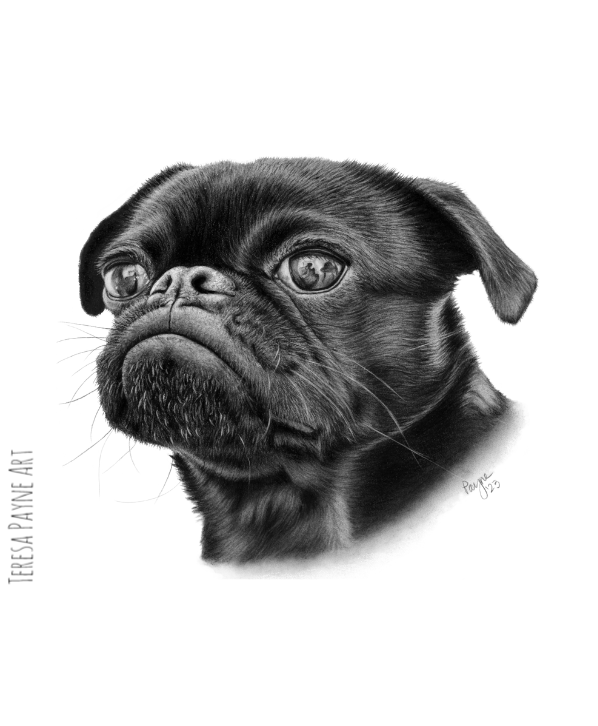 Pugsie, pet portrait. 10' X 12' Original artwork and prints available at: TeresaPayneArt.com #art #ArtistOnTwitter #artist #artwork #charcoal #charcoaldrawing #dog #animalportrait #dogportrait #pug