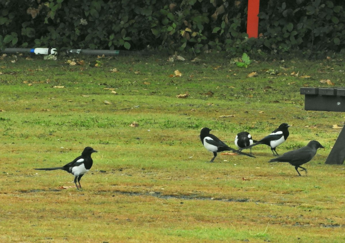 Phil Bull tweet media