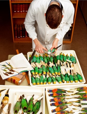 Did you know that <a href="/NHM_Tring/">NHM at Tring</a> has over a million specimens representing 95% of living bird  species today. This makes it one of the more comprehensive bird collections in the World. A 🧵