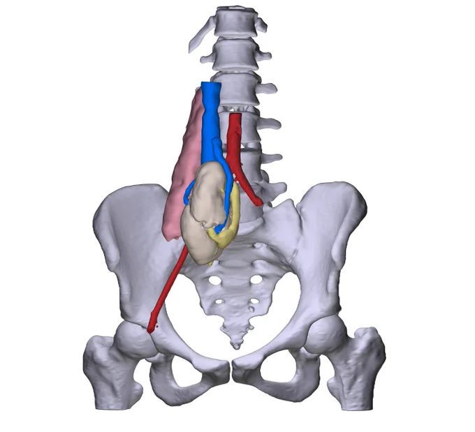Image from FabLab 3D Hospital Marañón (@3d_maranon)