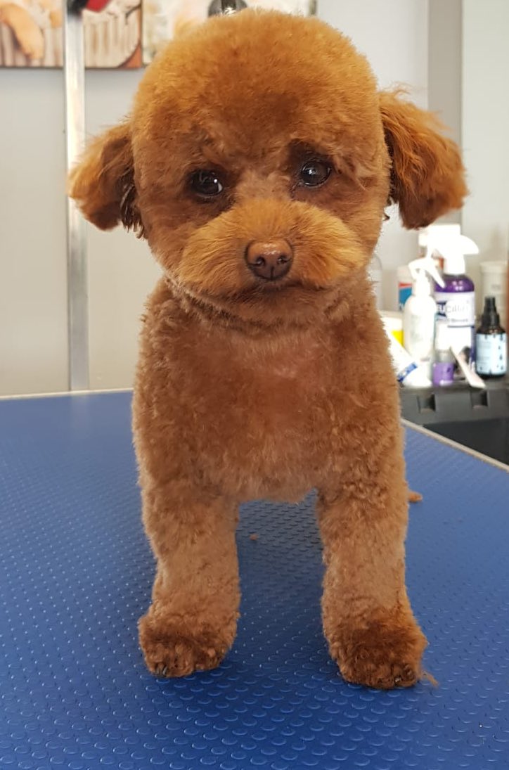 WAGSLIVERPOOL's tweet photo. #pomeranian #terrier #Shihtzu #dogsofliverpool #scousedogs #scousepets #wags #dogsoftwitter #dogsofinsta https://t.co/aEcH2sci4v
