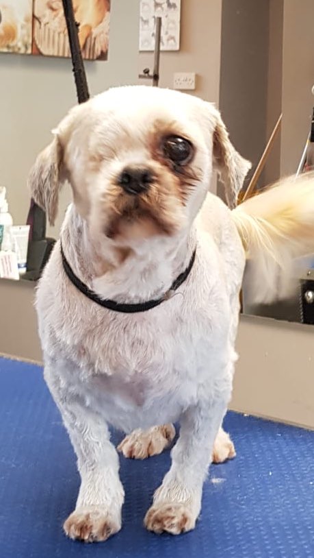 WAGSLIVERPOOL's tweet photo. #pomeranian #terrier #Shihtzu #dogsofliverpool #scousedogs #scousepets #wags #dogsoftwitter #dogsofinsta https://t.co/aEcH2sci4v